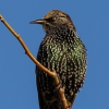 Starling